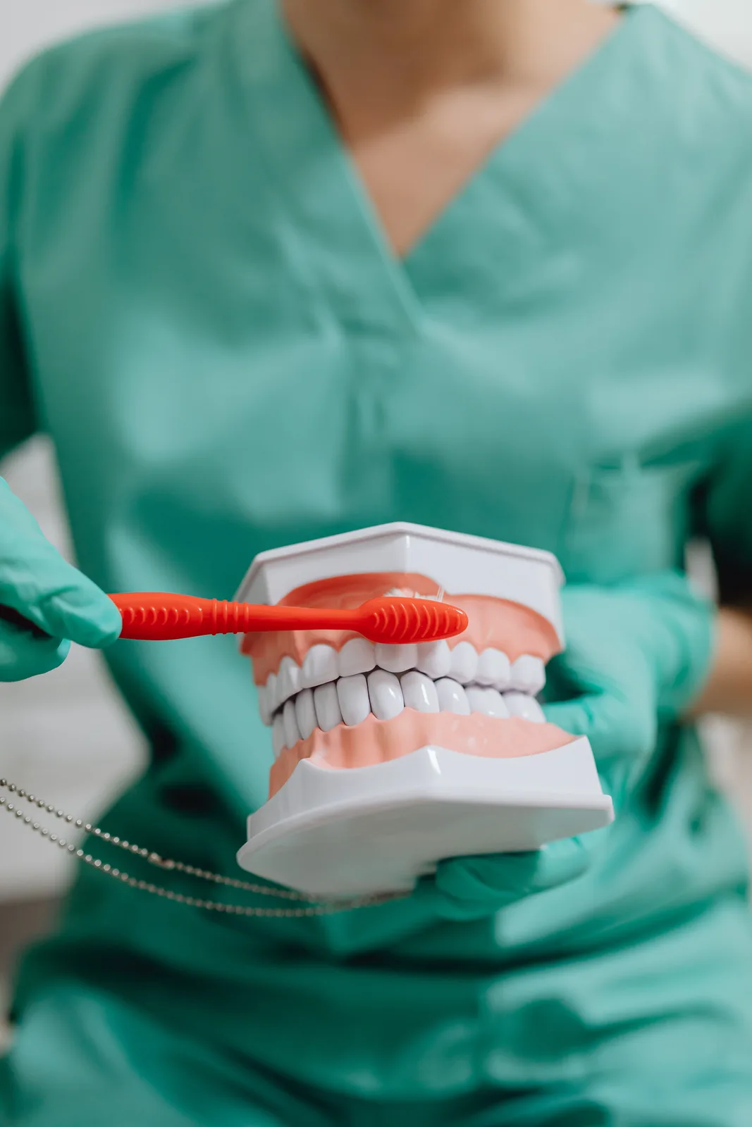 Hygiene demonstration on a dental model, referred to in the Dentures Vs Implants section for Victoria